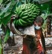 Un agricultor lleno de ceniza recoge un racimo de plátanos antes que la lava del volcán de Cumbre Vieja llegue a las plantaciones, a 23 de septiembre de 2021, en La Palma, Santa Cruz de Tenerife, Canarias (España). La Palma es la isla del archipiélago que más plátano produce después de Tenerife, el 50% de su PIB viene de esta fruta a la que se dedican más de 5.300 productores y cerca de 10.000 familias dependen directamente de su cultivo. La erupción del volcán el pasado domingo, ha paralizado la cosecha del 15% del plátano canario, unas 300 hectáreas de plantaciones. Muchos cultivadores de plátanos han recogido durante estos días sus cosechas antes de que la lava arrase las plantaciones. 23 SEPTIEMBRE 2021;PLATANOS;PLATANERAS;CULTIVO;CANARIAS;LA PALMA;VOLCAN;AGRICULTURA;PLANTACIONES Kike Rincón / Europa Press 23/09/2021