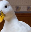 Este pato gana más de 40.000 euros al año gracias a sus vídeos virales