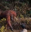 La poderosa imagen que muestra a un orangután salvando a un humano de una muerte segura