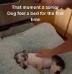 La emoción de un chihuahua con la cama en su nueva familia tras ser maltratado durante 12 años