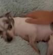 La emoción de un chihuahua con la cama en su nueva familia tras ser maltratado durante 12 años