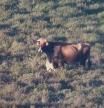 El emotivo vídeo de una vaca protegiendo a su ternero del feroz ataque de unos lobos en León