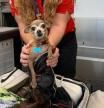 Se van de viaje y descubren en el aeropuerto que su perrita se ha colado dentro de la maleta