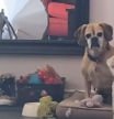 La emotiva reacción de dos perros escuchando a su dueña llorar que ha enamorado a las redes