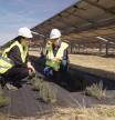 En la planta fotovoltaica de Valdecaballeros (Extremadura) el suelo se aprovecha para plantar pimiento rojo, brócoli, alcachofa, tomillo o aloe vera