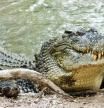 Un hombre es atacado por un cocodrilo tras hacerse una ‘selfie’ pensándose que era de plástico