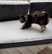 La divertida reacción viral de un gato al tocar por primera vez la nieve
