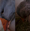 El descorazonador vídeo de un ganso llorando porque lo han separado de su amiga