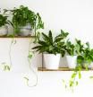 Plantas domésticas para interiores
