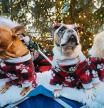 A group of dogs are seen wearing outfits in the Winter Village at Bryant Park in Manhattan, New York City, U.S., December 26, 2021. REUTERS/Andrew Kelly