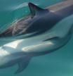 Delfines en acción