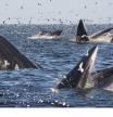 Grupo de ballenas o rorcuales de Bryde con la boca abierta, en una acción conjunta de captura de kril .
