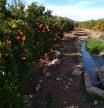 Campo de naranjas en Faura