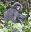 El langur de Popa es una de las especies más importantes descubiertas en el marco del proyecto Gran Mekong de WWF en 2020  .