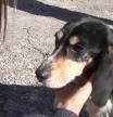 India, la perra beagle rescatada