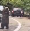 El surrealista vídeo de un oso chocando los cinco con un conductor en plena carretera