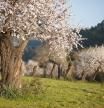 Campo de almendros en flor en Mallorca.
