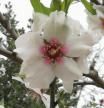 Almendro en flor