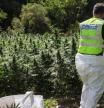 LV_Crece la violencia por la marihuana en Catalunya: 3 homicidios, 3 secuestros, 8 retenciones y 107 narcoasaltos