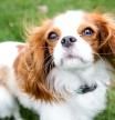 Cavalier King Charles Spaniels