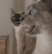 Gatos maullando Affinity
