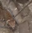 El inquietante rescate de un leopardo con malas pulgas que había caído en un pozo de 15 metros