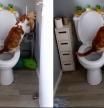 Pillan a este gato utilizando el baño como si fuera un humano y lo convierten en viral