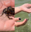 Muestra cómo juega con un pequeño animal del mar sin saber que es uno de los más letales del mundo