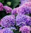 Hortensia