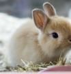 Conejo holandés
