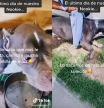 Emociona a millones de personas explicando cómo ha sido el último día de vida de su perro