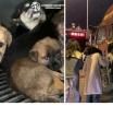 Rescatan a 260 cachorros y 22 perros adultos destinados al comercio de carne en China