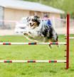 Perro en una competición de agility