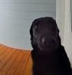 Captan a una perrita tocando el timbre de casa múltiples veces para que la dejen entrar