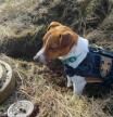 LV_La historia del pequeño Patron, el perro que ayuda a detectar minas explosivas rusas en Ucrania