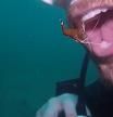Un buceador deja que una gamba le limpie los dientes bajo el agua en un impactante vídeo viral