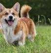 Corgi
