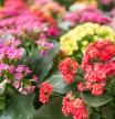 Cuidados del kalanchoe, una suculenta muy fácil de cultivar