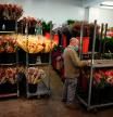 Un florista en Mercabarna-Flor prepara las rosas para la Diada de Sant Jordi de este sábado