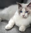 Gato ragdoll