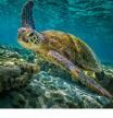 Una tortuga verde ('(Chelonia mydas') en la Gran Barrera de coral de Australia, ejemplo de la amenazada riqueza y diversidad de mares y océanos  .
