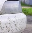 El truco infalible para eliminar los mosquitos incrustados en el parabrisas y la carrocería del coche