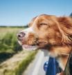 Perro feliz viajando en coche