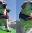 Rosie Rottar, la perra surfista que ha conquistado las redes con su excelente destreza para coger olas