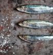Sardinas