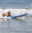 Así es el primer concurso de surf canino en Europa