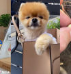 Los animales más ricos de TikTok que pueden ganar hasta 25.000 euros por publicación