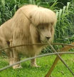 El león que se ha hecho viral por su look y su extravagante melena: “Parece un supermodelo”