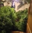 Plantación de marihuana encontrada en Agullana