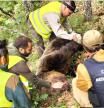 Agentes de la Junta en los trabajos de rescate del cuerpo del oso fallecido tras la caída  .